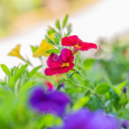 Rettenstein Lejlighed Kirchberg in Tirol
